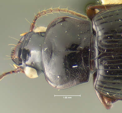 Image of Trichotichnus (Bottchrus) modus Darlington 1968