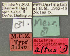 Image of Trichotichnus (Bottchrus) altus Darlington 1968