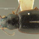 Imagem de Trichotichnus (Lampetes) semirugosus Darlington 1968