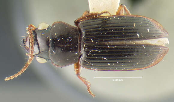 Imagem de Trichotichnus (Harpaloxenus) fortis (Darlington 1968)