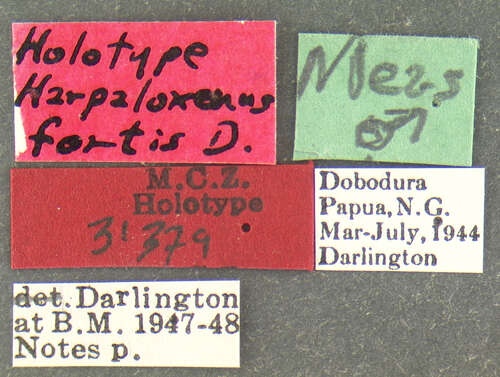 Image of Trichotichnus (Harpaloxenus) fortis (Darlington 1968)