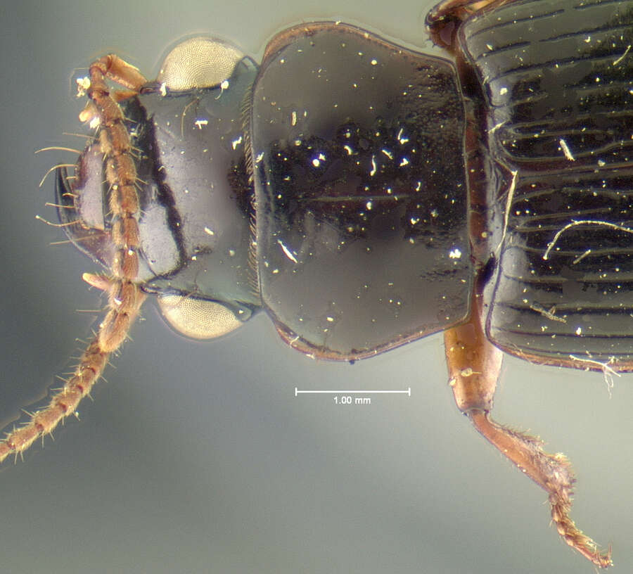 Image of Trichotichnus (Harpaloxenus) fortis (Darlington 1968)