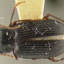 Image of Coleolissus (Coleolissus) angulatus Darlington 1968