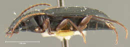 Image of Coleolissus (Coleolissus) angulatus Darlington 1968