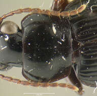 Image of Coleolissus (Coleolissus) angulatus Darlington 1968