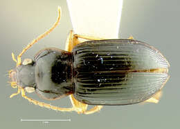 Image of Hyphaereon (Hyphaereon) timidus Darlington 1968