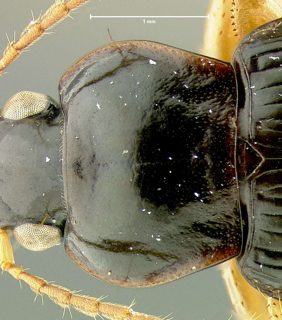 Image of Hyphaereon (Hyphaereon) timidus Darlington 1968