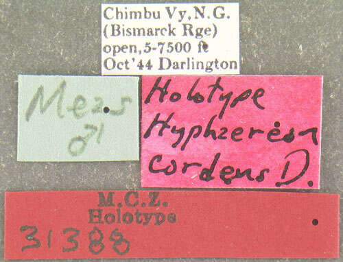 Image of Hyphaereon (Hyphaereon) cordens Darlington 1968