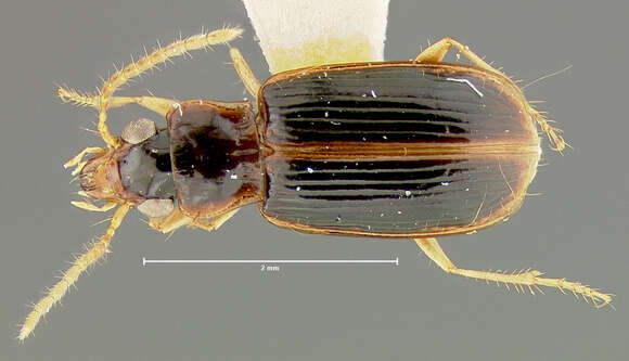 Слика од Anthracus exactus (Darlington 1968)