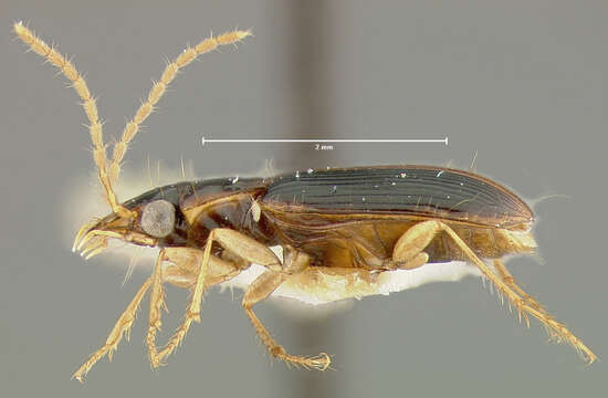 Image of Anthracus exactus (Darlington 1968)