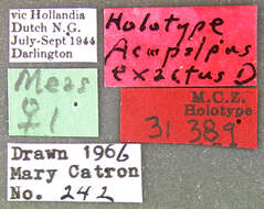 Image of Anthracus exactus (Darlington 1968)