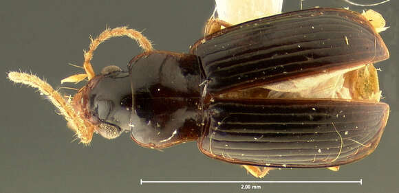 Слика од Anthracus exactellus (Darlington 1968)