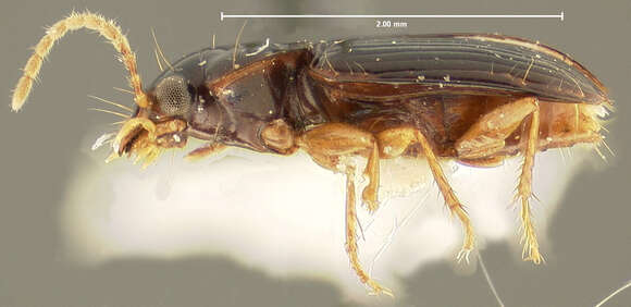 Anthracus exactellus (Darlington 1968) resmi