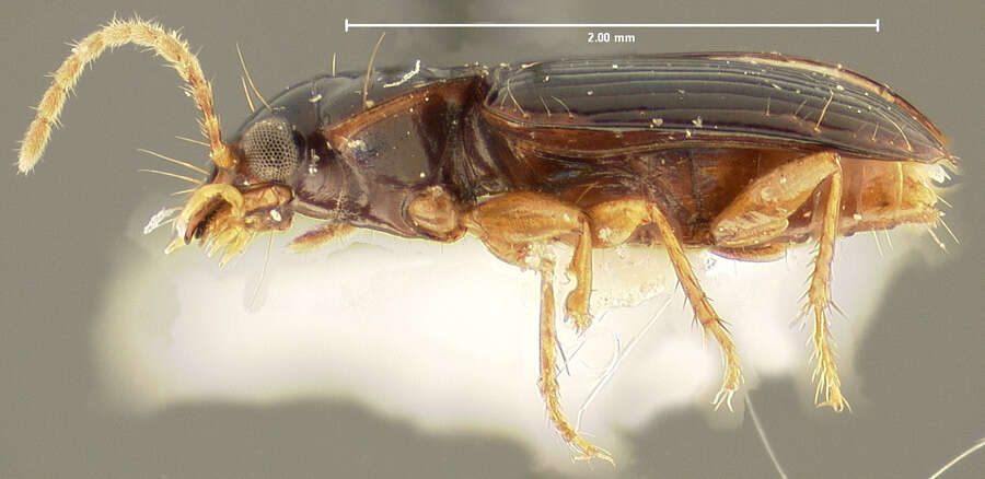 Image of Anthracus exactellus (Darlington 1968)