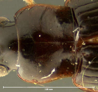 Image of Anthracus exactellus (Darlington 1968)