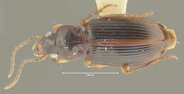 Image of Anthracus furvinus (Darlington 1968)