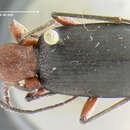 Image of <i>Galerita bicoloripes</i>