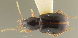 Image of Lecanomerus angustior Darlington 1968