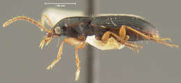 Image of Lecanomerus angustior Darlington 1968