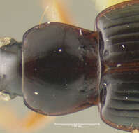 Image of Lecanomerus angustior Darlington 1968