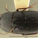 Image of <i>Oodes siamensis vulsus</i>