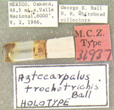 Plancia ëd Aztecarpalus trochotrichis Ball 1970