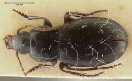 Image of Calathus (Neocalathus) clauseni Ball & Nègre 1972