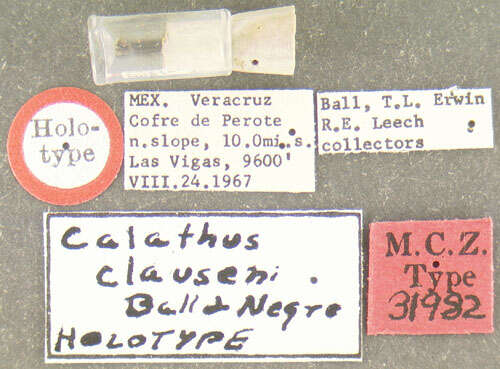 Image of Calathus (Neocalathus) clauseni Ball & Nègre 1972