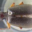 Image of Brachinus papua Darlington 1968