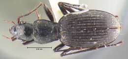 Image of Nebriagonum foedum Darlington 1971