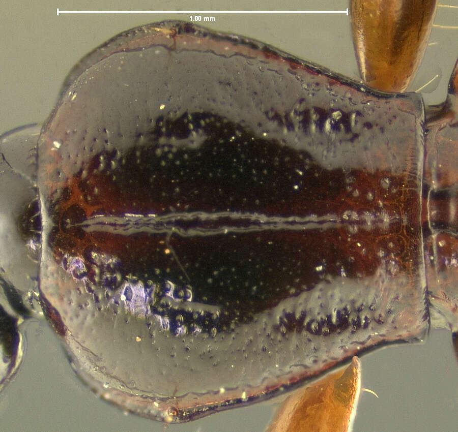 Image of Hexagonia papua Darlington 1968