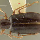 Image de Demetrida (Demetrida) subpunctata Darlington 1968