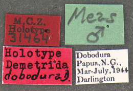 Image de Demetrida (Demetrida) dobodura Darlington 1968