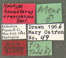 Image of Anomotarus (Anomotarus) transversus Darlington 1968