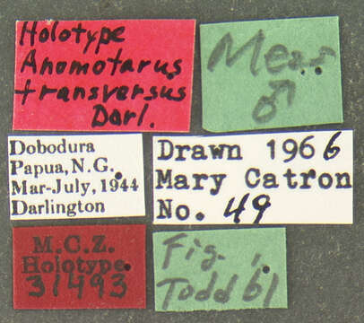 Image of Anomotarus (Anomotarus) transversus Darlington 1968