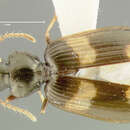 Image of Anomotarus (Anomotarus) fuscipes Darlington 1968