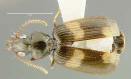 Image of Anomotarus (Anomotarus) fuscipes Darlington 1968