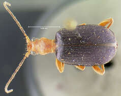 Image of Brachinus (Neobrachinus) quadripennis Dejean 1825