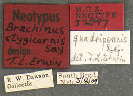 Image of Brachinus (Neobrachinus) quadripennis Dejean 1825