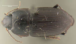 Image de Anisodactylus (Gynandrotarsus) rusticus (Say 1823)