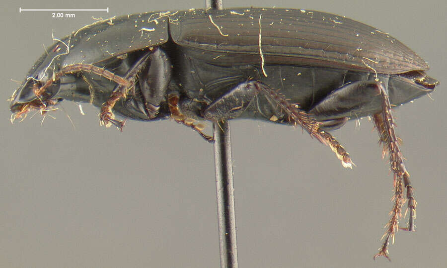 Image de Anisodactylus (Gynandrotarsus) rusticus (Say 1823)