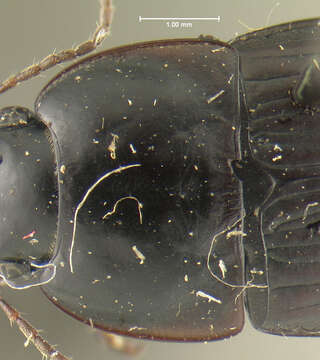 Image de Anisodactylus (Gynandrotarsus) rusticus (Say 1823)