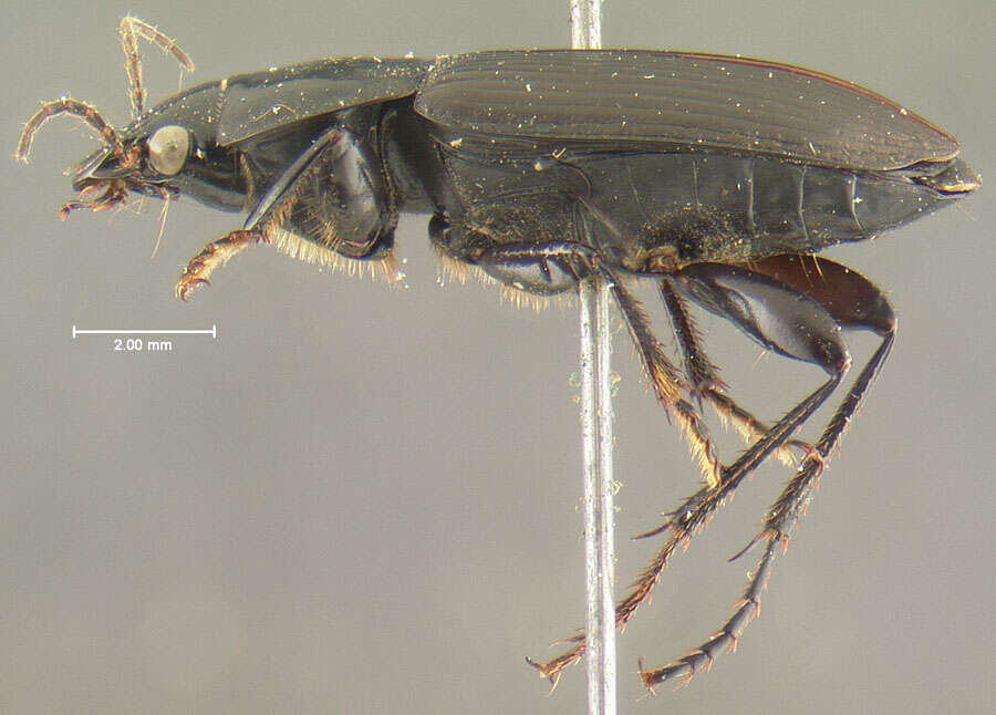 Anisodactylus (Anisodactylus) carbonarius (Say 1823) resmi