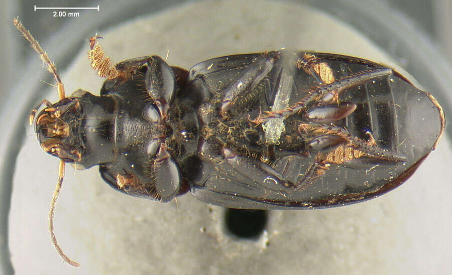 Anisodactylus (Anisodactylus) carbonarius (Say 1823) resmi