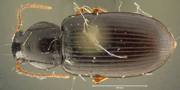 Image of Selenophorus (Selenophorus) hylacis (Say 1823)