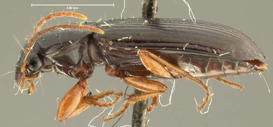 Imagem de Selenophorus (Selenophorus) hylacis (Say 1823)