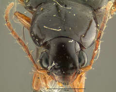 Imagem de Selenophorus (Selenophorus) hylacis (Say 1823)