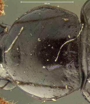 Image of Selenophorus (Selenophorus) hylacis (Say 1823)