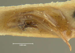 Selenophorus (Selenophorus) opalinus (Le Conte 1863) resmi