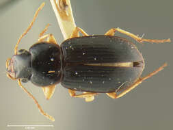 Selenophorus (Selenophorus) opalinus (Le Conte 1863) resmi